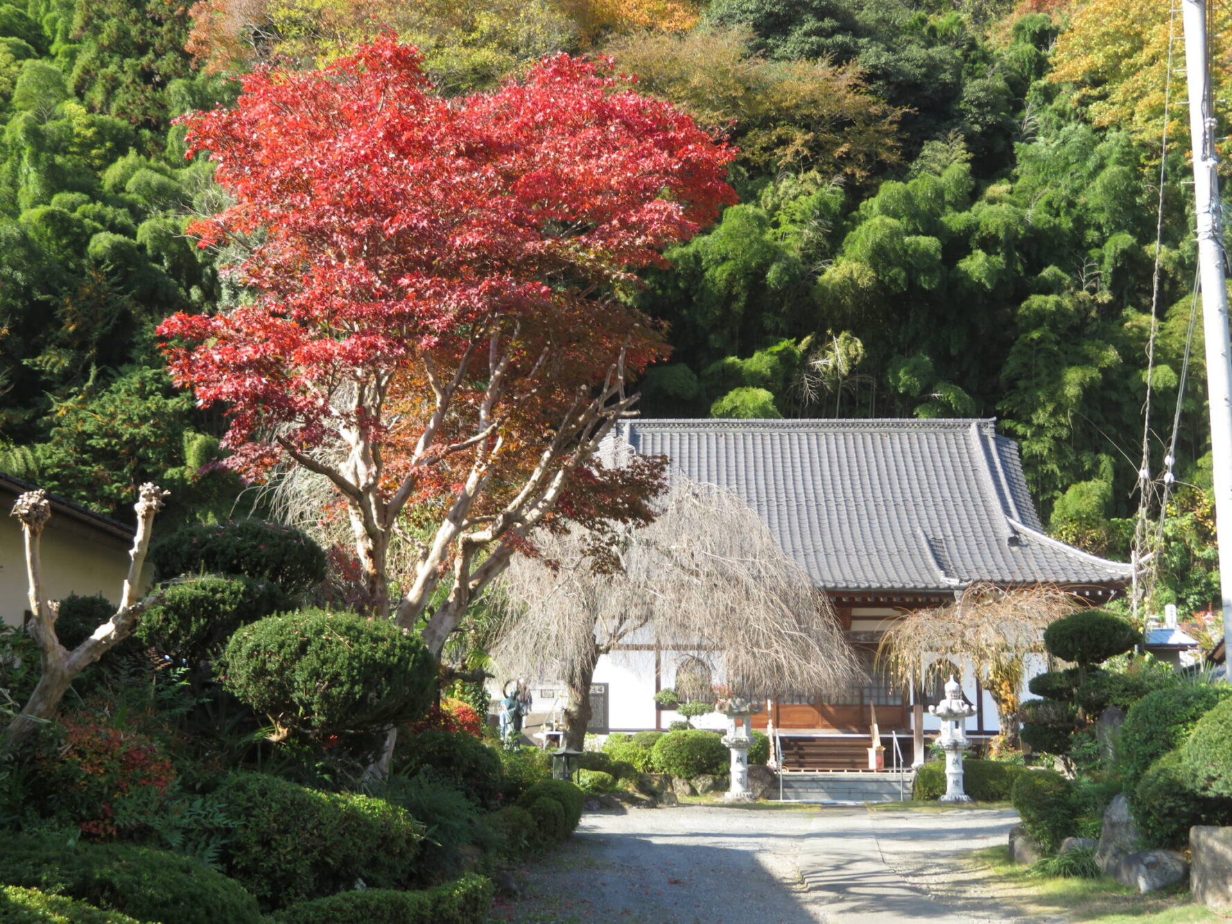 山門脇の大きく茂ったもみじも選定しました。